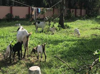 Residential Land for Sale in Alleppey, Mavelikara, Kallumala