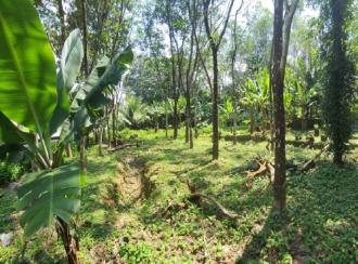 Residential Land for Sale in Kottayam, Kanjirapally, Cheruvally