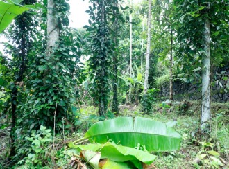 വാസയോഗ്യമായ ഭൂമി വില്പനയ്ക്ക് കോട്ടയം, Pampady, 13th mile