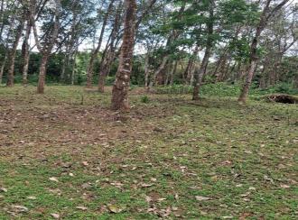 Agricultural Land for SaleKollam, Pathanapuram, Pattazhy vadakkekara