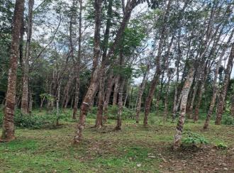 Agricultural Land for Sale in Kollam, Pathanapuram, Pattazhy vadakkekara