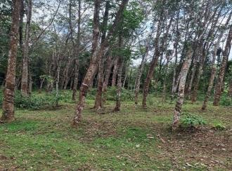 Agricultural Land for Sale in Kollam, Pathanapuram, Pattazhy vadakkekara