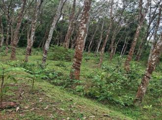 Agricultural Land for Sale in Kollam, Pathanapuram, Pattazhy vadakkekara