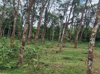 Agricultural Land for Sale in Kollam, Pathanapuram, Pattazhy vadakkekara