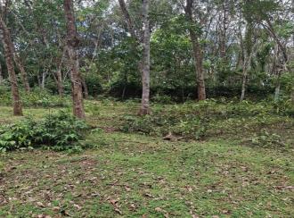 Agricultural Land for Sale in Kollam, Pathanapuram, Pattazhy vadakkekara