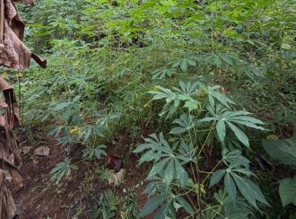 Residential Land for Sale in Pathanamthitta, Thiruvalla, Kuttapuzha