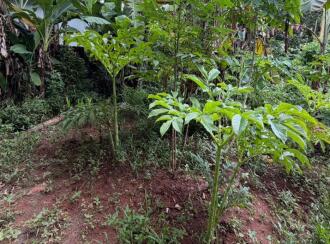 Residential Land for Sale in Pathanamthitta, Thiruvalla, Kuttapuzha