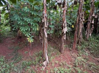 Residential Land for Sale in Pathanamthitta, Thiruvalla, Kuttapuzha