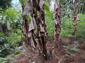 Residential Land for Sale in Pathanamthitta, Thiruvalla, Kuttapuzha