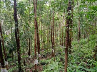 Agricultural Land, Kottayam