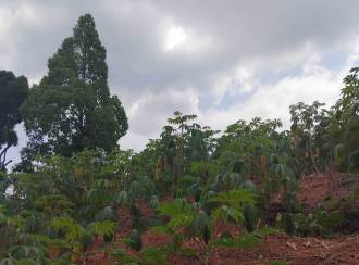 Residential Land for Sale in Idukki, Adimali, 14 mile - valara