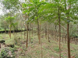 Residential Land, Palakkad