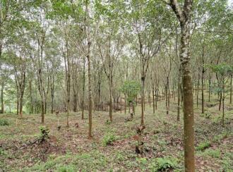 Residential Land for Sale in Palakkad, Mannarkkad, Alanallur, Chundottukunnu Govt L P School, Alanallur