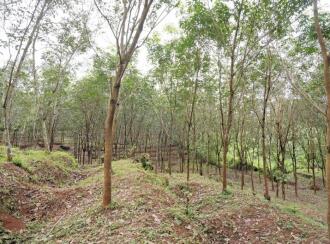 Residential Land for Sale in Palakkad, Mannarkkad, Alanallur, Chundottukunnu Govt L P School, Alanallur