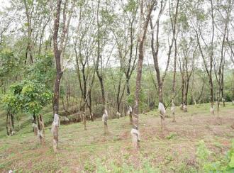Residential Land for Sale in Palakkad, Mannarkkad, Alanallur, Chundottukunnu Govt L P School, Alanallur