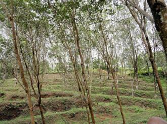 Residential Land for Sale in Palakkad, Mannarkkad, Alanallur, Chundottukunnu Govt L P School, Alanallur