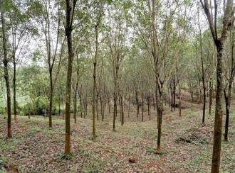 Residential Land for Sale in Palakkad, Mannarkkad, Alanallur, Chundottukunnu Govt L P School, Alanallur
