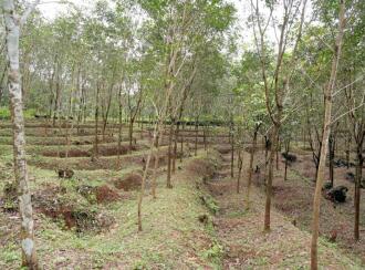 Residential Land for Sale in Palakkad, Mannarkkad, Alanallur, Chundottukunnu Govt L P School, Alanallur