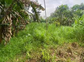 Residential Land for Sale in Ernakulam, Muvattupuzha, Vazhakulam