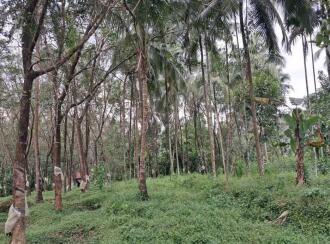 Residential Land, Palakkad