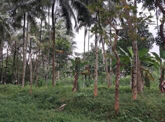 Residential Land for Sale in Palakkad, Mannarkkad, Alanallur, Malikkunnu