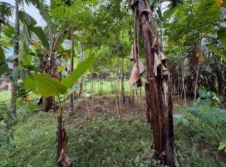 Residential Land for Sale in Pathanamthitta, Pandalam, Pandalam, NSS COLLEGE OPPOSITE