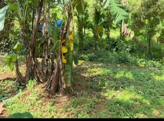 Residential Land for Sale in Pathanamthitta, Kozhencherry, Nellikala, Nellikala junction