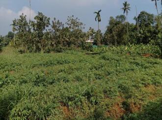 Residential Land for SaleErnakulam, Perumbavoor, Allapra