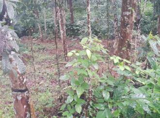 Residential Land for Sale in Kottayam, Kanjirapally, Manimala, Holy magi Forane church