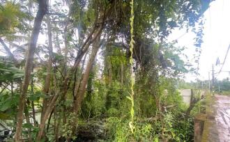 Residential Land for Sale in Ernakulam, Panangad, Panangad, Ollari road panagad