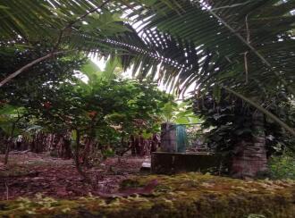 വാസയോഗ്യമായ ഭൂമി വില്പനയ്ക്ക് എറണാകുളം, Piravom, Piravom, palachuvadu