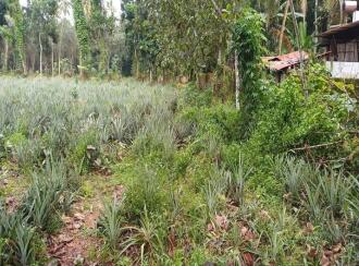 Residential Land for Sale in Kottayam, Ettumanoor, Ettumanoor, 200 Meters from Nambiakulam Junction, Ettumanoor