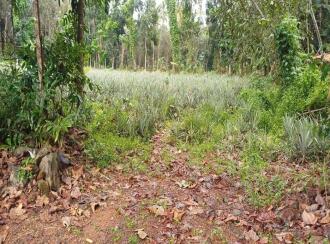 Residential Land for Sale in Kottayam, Ettumanoor, Ettumanoor, 200 Meters from Nambiakulam Junction, Ettumanoor
