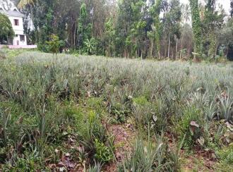 Residential Land for Sale in Kottayam, Ettumanoor, Ettumanoor, 200 Meters from Nambiakulam Junction, Ettumanoor