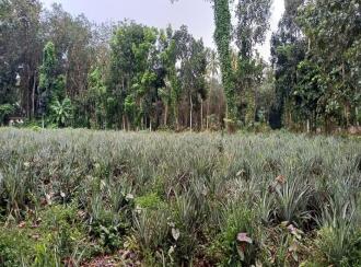 Residential Land for Sale in Kottayam, Ettumanoor, Ettumanoor, 200 Meters from Nambiakulam Junction, Ettumanoor