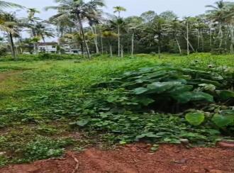 കൃഷി ഭൂമി വില്പനയ്ക്ക് 