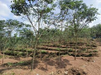 Agricultural Land for SaleKollam, Ayoor, Ayoor