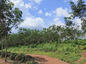 Agricultural Land for Sale in Kollam, Ayoor, Ayoor, Ozhukuparackal