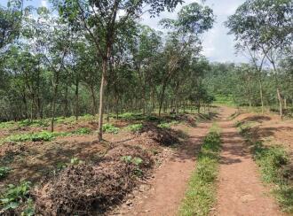 Agricultural Land for Sale in Kollam, Ayoor, Ayoor, Ozhukuparackal