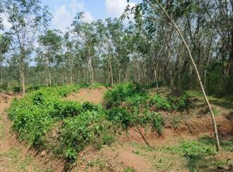 Agricultural Land for Sale in Kollam, Ayoor, Ayoor, Ozhukuparackal