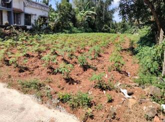 Residential Land for Sale in Kottayam, Changanassery, Changanassery, Malakunnam (Near Kargil Junction)