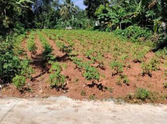 Residential Land for Sale in Kottayam, Changanassery, Changanassery, Malakunnam (Near Kargil Junction)