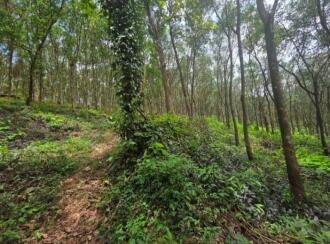 Agricultural Land for Sale in Pathanamthitta, Ranni, Chittar