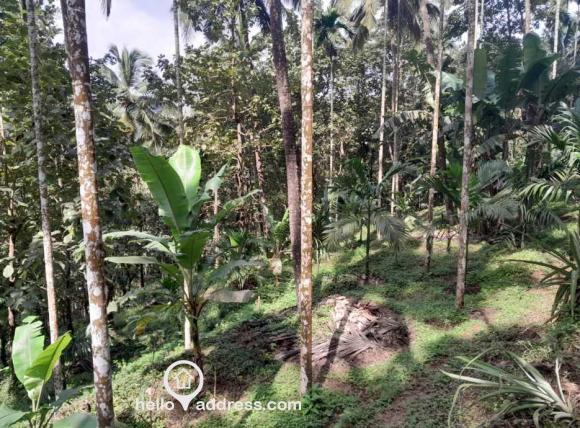 കൃഷി ഭൂമി വില്പനയ്ക്ക് 