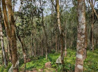 Agricultural Land, Pathanamthitta