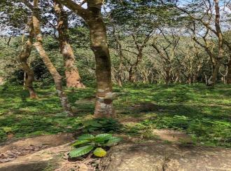 കൃഷി ഭൂമി വില്പനയ്ക്ക് Pathanamthitta, Malayalapuzha, Mukkuzhi