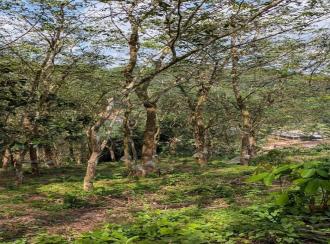 കൃഷി ഭൂമി വില്പനയ്ക്ക് Pathanamthitta, Malayalapuzha, Mukkuzhi