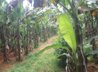 Residential Land for Sale in Thrissur, Chalakudy, Kanakamala