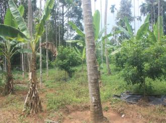 Residential Land for Sale in Thrissur, Chalakudy, Kanakamala