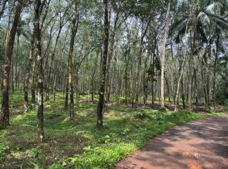 Residential Land for Sale in Trivandrum, Nedumangad, Nedumangad